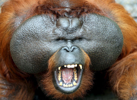 Archivo:Orangutan.jpg